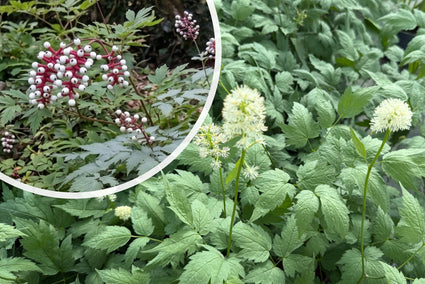 Christoffelkruid - Actaea pachypoda 'Misty Blue'