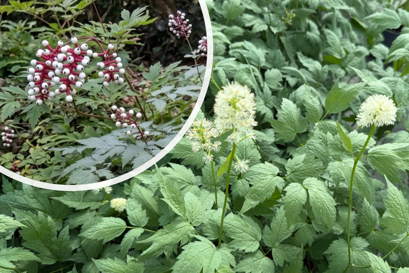 Christoffelkruid - Actaea pachypoda 'Misty Blue'