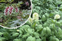 Christoffelkruid - Actaea pachypoda 'Misty Blue'