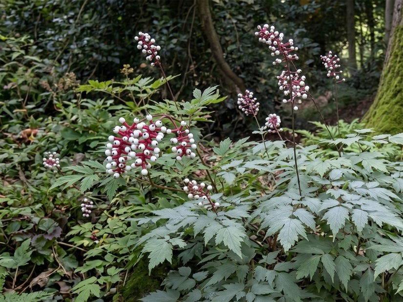 Christoffelkruid - Actaea pachypoda 'Misty Blue'