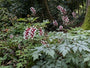 Christoffelkruid - Actaea pachypoda 'Misty Blue'
