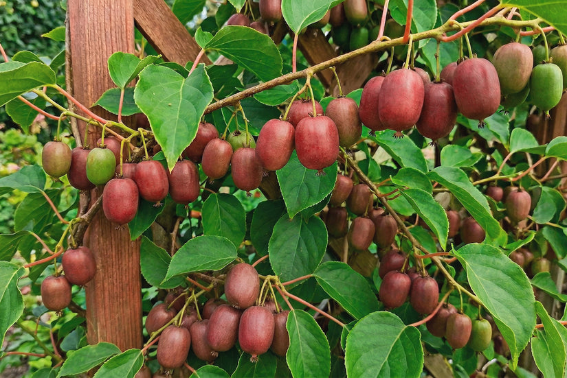 Biologische Kiwi - Actinidia arguta 'Ken's Red'
