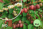 Biologische Kiwi - Actinidia arguta 'Ken's Red'