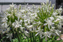 Biologische Afrikaanse lelie (wit) - Agapanthus africanus 'Albus'