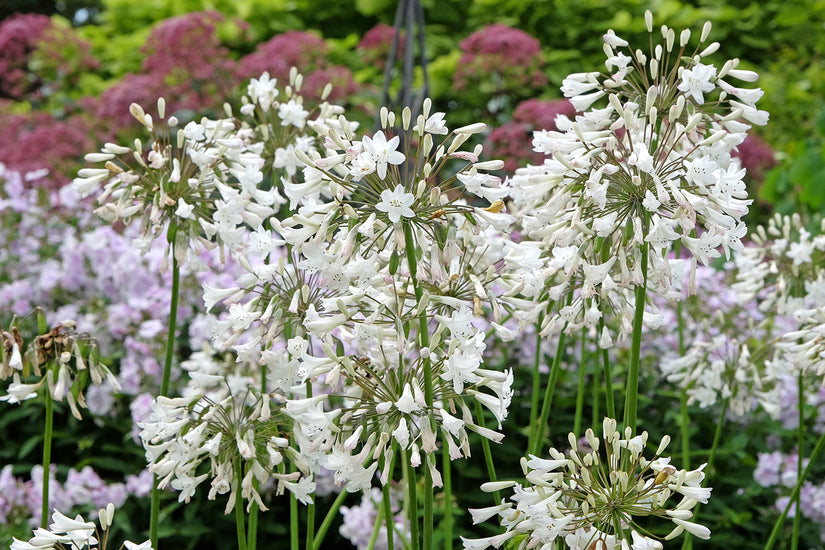 Biologische Afrikaanse lelie (wit) - Agapanthus africanus 'Albus'