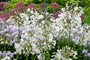 Biologische Afrikaanse lelie (wit) - Agapanthus africanus 'Albus'
