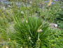 Afrikaanse lelie Agapanthus campanulatus