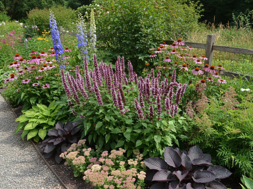 Dropplant (Roze) - Agastache 'Beelicious Pink'