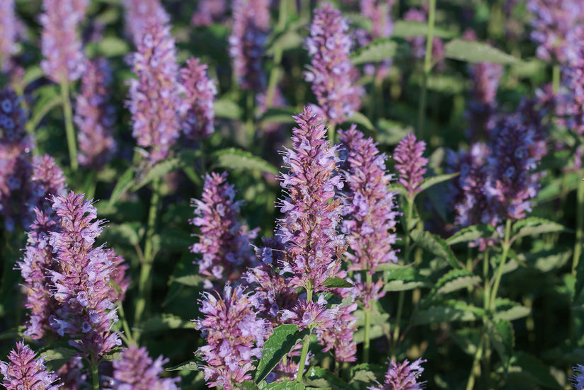 Dropplant - Agastache 'Beelicious Purple'