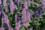 Dropplant - Agastache 'Beelicious Purple'