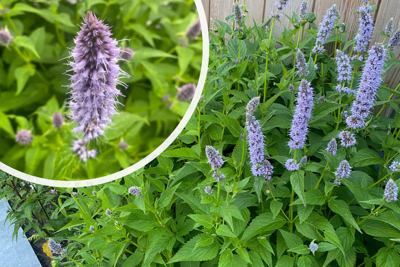 Dropplant - Agastache foeniculum TIP