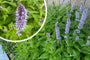 Dropplant - Agastache foeniculum TIP