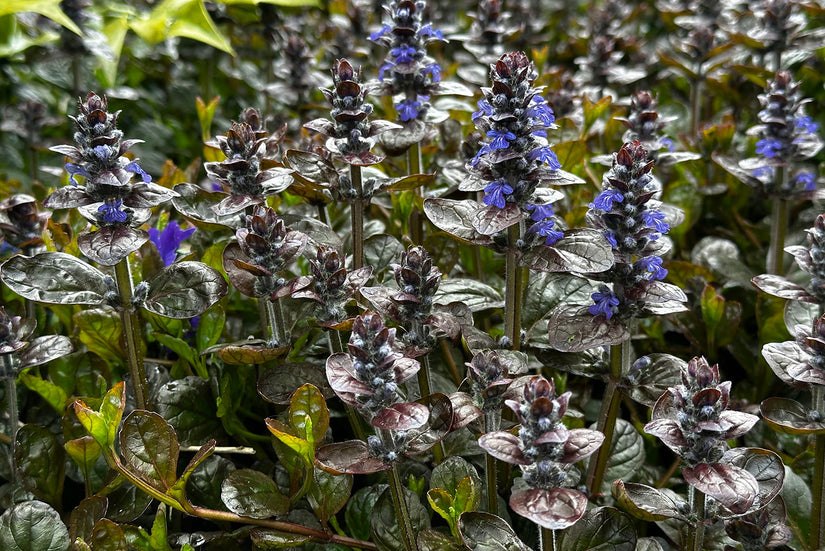 Kruipend Zenegroen - Ajuga reptans 'Atropurpurea' (ook per/m2)