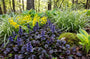 Biologisch Kruipend zenegroen - Ajuga reptans 'Black Scallop'
