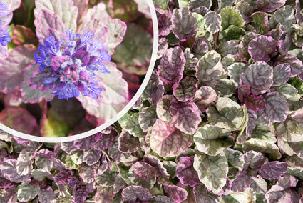 Kruipend Zenegroen - Ajuga reptans 'Burgundy Glow'