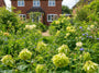 Akelei - Aquilegia vulgaris 'Green Apples'