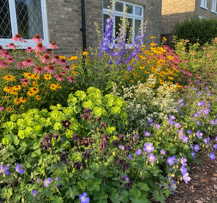 akelei Aquilegia black barlow in border met Duizendblad 'Achillea'

Zonnehoed 'Echinacea'

Wolfsmelk 'Euphorbia'

Witte knoop 'Anaphalis triplinervis'

Ridderspoor 'Delphinium'

Ooievaarsbek 'geranium'