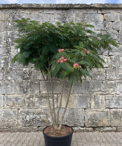 Meerstammige Perzische Slaapboom (Groen) - Albizia julibrissin