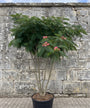 Meerstammige Perzische Slaapboom (Groen) - Albizia julibrissin