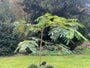 Perzische Slaapboom - Albizia julibrissin 'Ombrella'