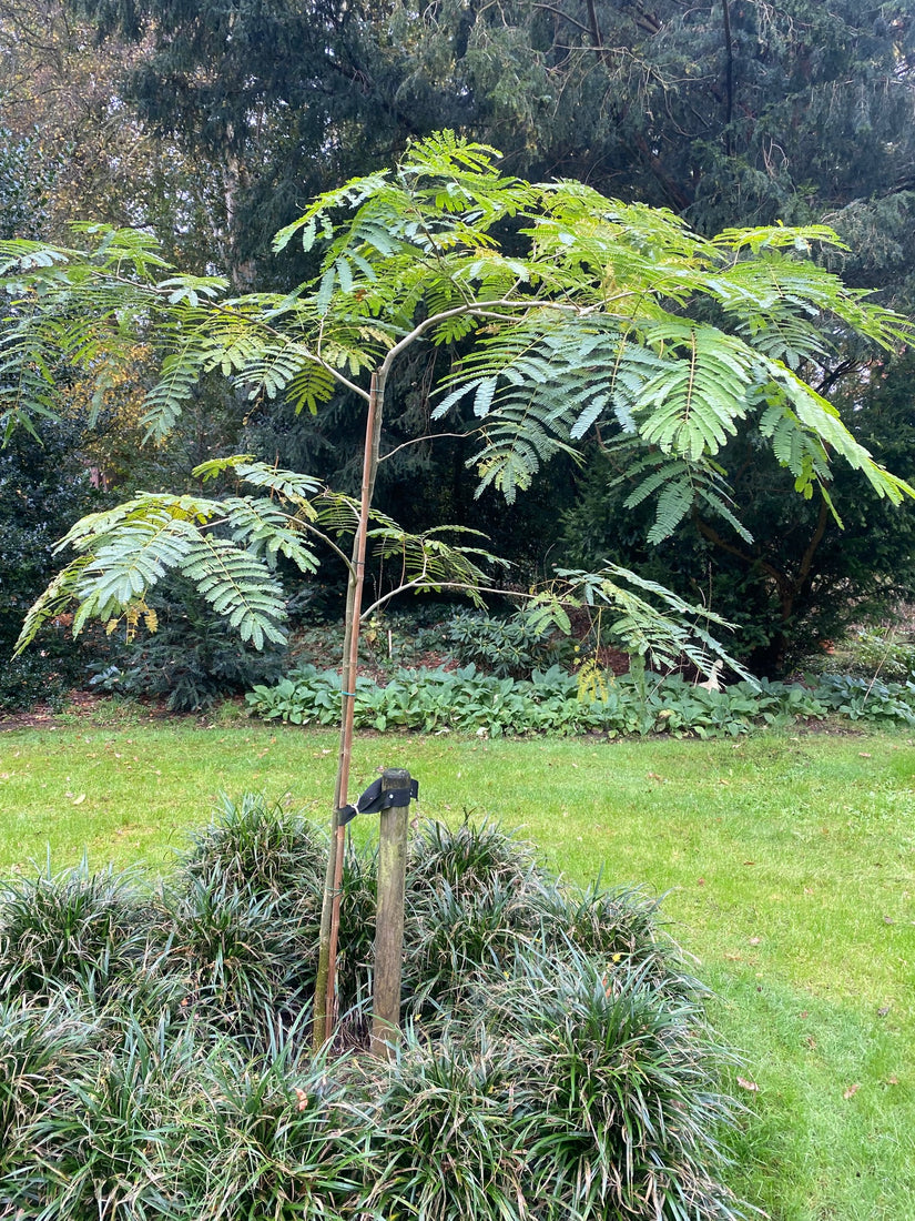 Perzische Slaapboom - Albizia julibrissin 'Ombrella'