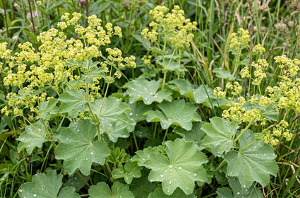 Spitslobbige Vrouwenmantel - Alchemilla vulgaris