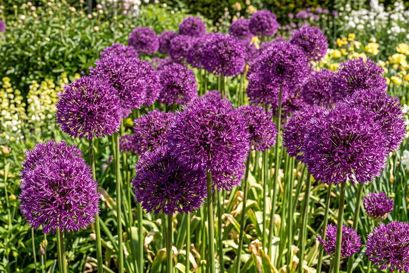 Sierui Allium aflatunense 'Purple Sensation' -  45 bloembollen
