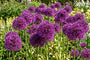 Sierui Allium aflatunense 'Purple Sensation' -  45 bloembollen