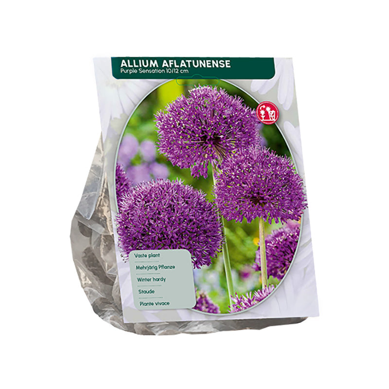 Sierui Allium aflatunense 'Purple Sensation' -  45 bloembollen