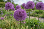 Sierui Allium Gladiator 'His Excellence' - 9 bloembollen