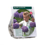 Sierui Allium Gladiator 'His Excellence' - 9 bloembollen