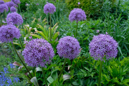 Sierui - Allium 'Gladiator'