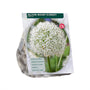 Sierui Allium 'Mount Everest' - Wit, 110 cm hoog - 9 bloembollen