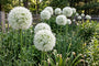 Sierui Allium 'Mount Everest' - Wit, 110 cm hoog - 9 bloembollen