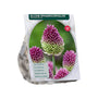 Sierui Allium Sphaerocephalon - 225 bloembollen