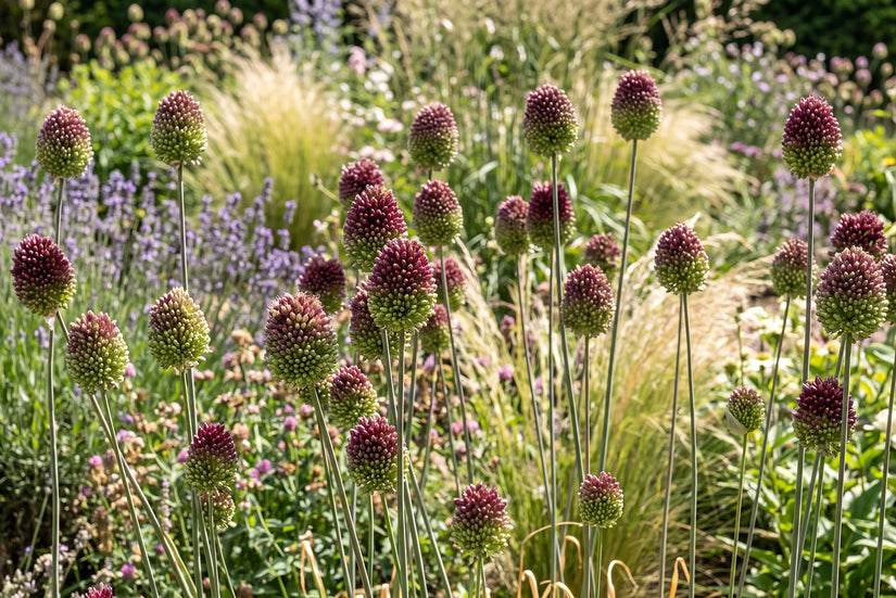 Sierui Allium Sphaerocephalon - 225 bloembollen