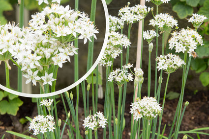 Chinese bieslook - Allium tuberosum