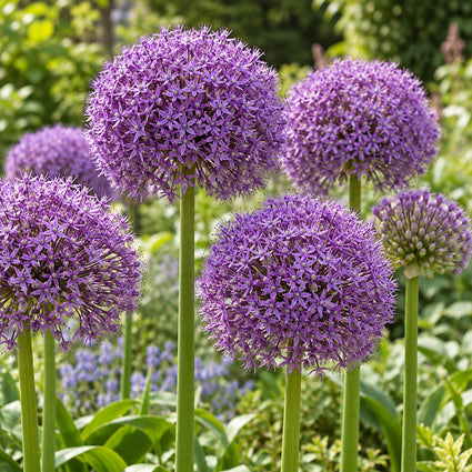 Sierui Allium Gladiator 'His Excellence' - 9 bloembollen