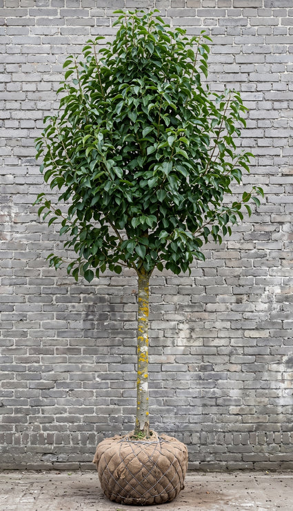 Italiaanse els - Alnus cordata