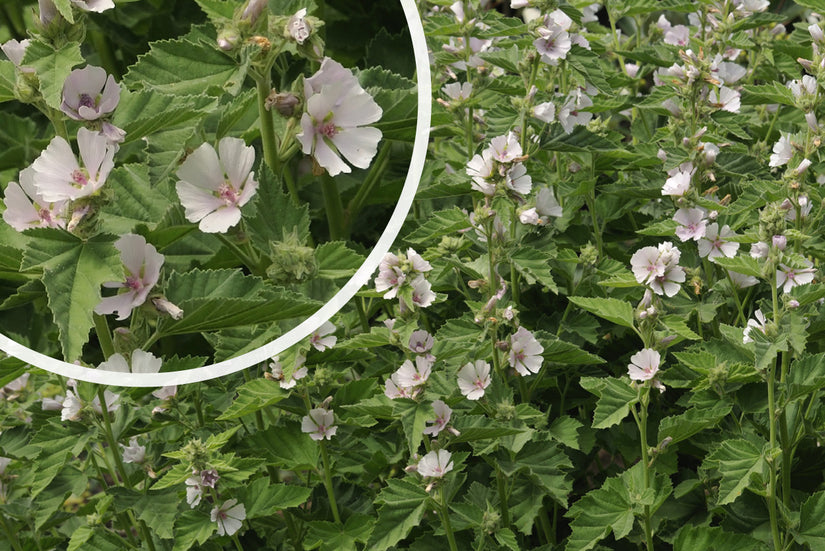 Echte heemst - Althaea officinalis