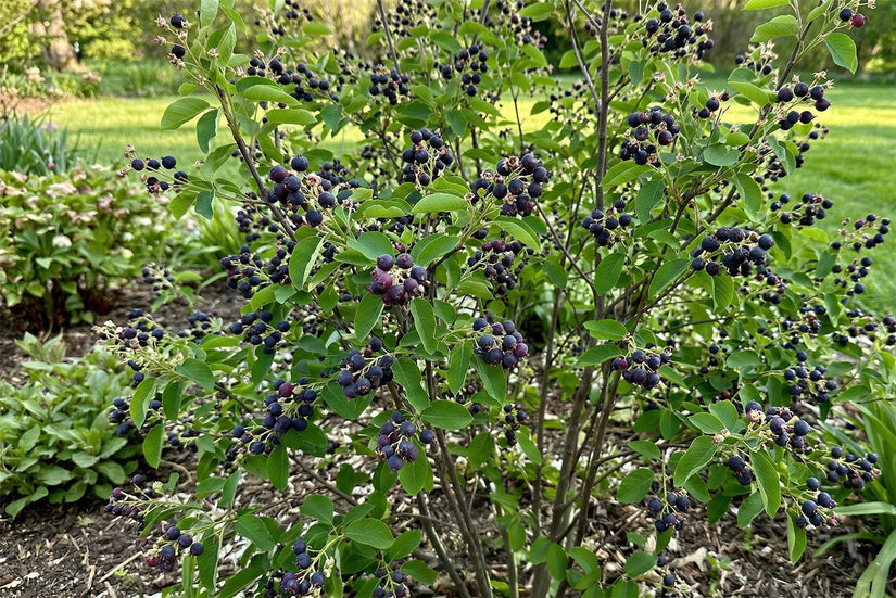 Biologisch Canadese krentenboompje - Amelanchier canadensis 'Prince William'