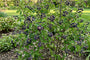 Biologisch Canadese krentenboompje - Amelanchier canadensis 'Prince William'