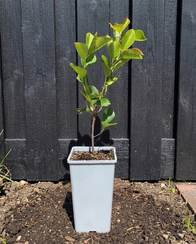 Biologisch Canadese krentenboompje - Amelanchier canadensis 'Prince William'