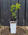Biologisch Canadese krentenboompje - Amelanchier canadensis 'Prince William'