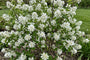 Biologisch Canadese krentenboompje - Amelanchier canadensis 'Prince William'