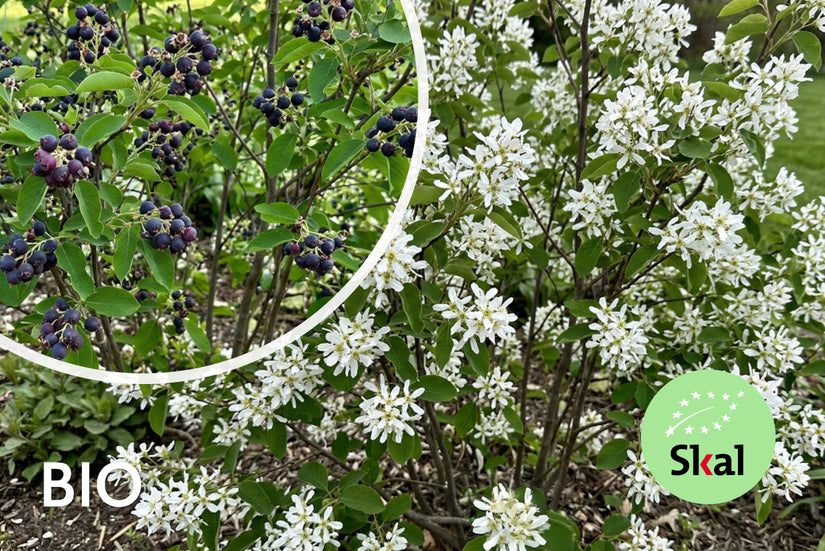 Biologisch Canadese krentenboompje - Amelanchier canadensis 'Prince William'