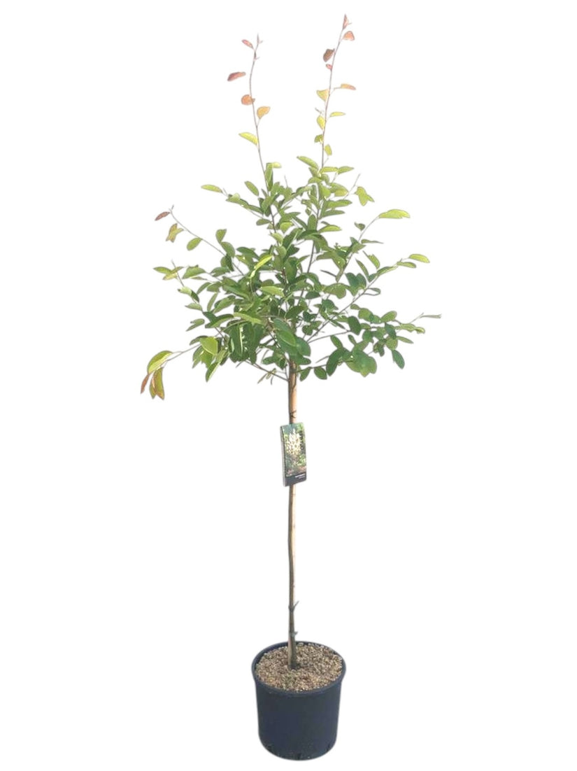 Amerikaans krentenboompje (Hoogstam) - Amelanchier lamarckii op hoge stam