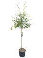Amerikaans krentenboompje (Hoogstam) - Amelanchier lamarckii op hoge stam