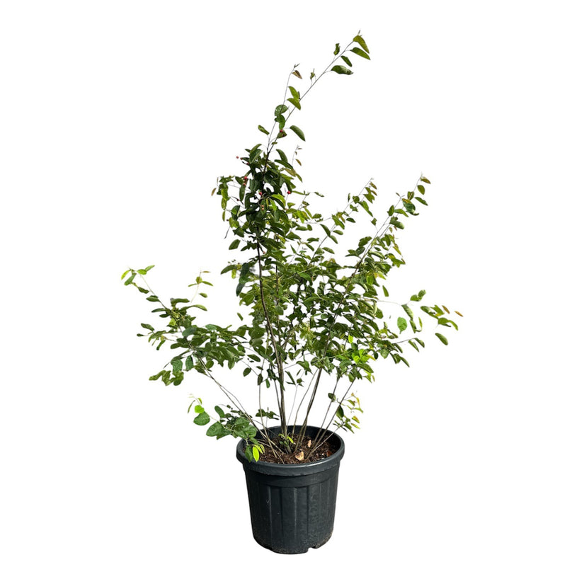 Amerikaans krentenboompje Meerstammig - Amelanchier lamarckii