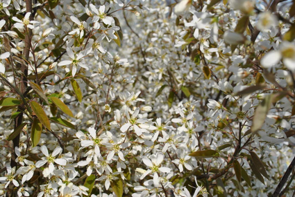 Kant en klare krentenboom haag - Amelanchier lamarckii 180 x 120 cm